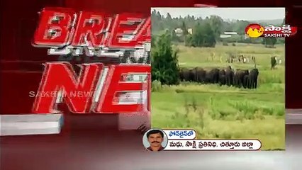 చిత్తూరు : పలమనేరు ప్రాంతంలో ఏనుగుల సంచారం