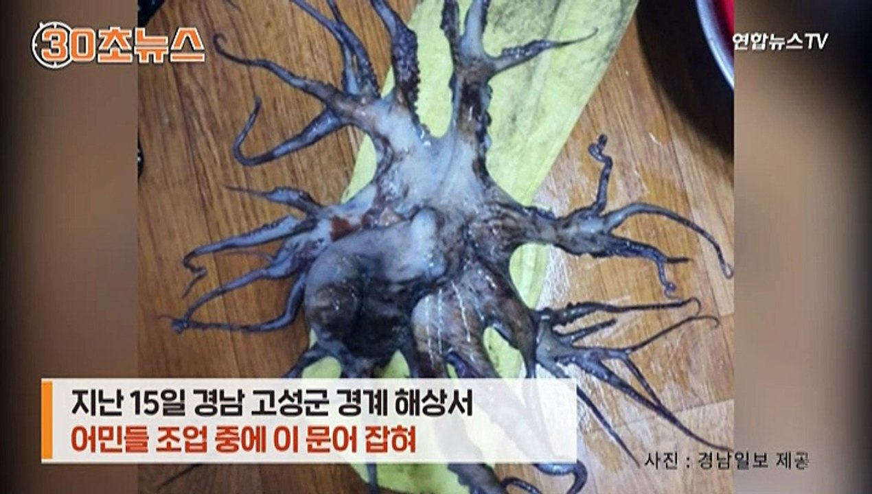[30초뉴스] 경남 바다서 다리 32개 '괴문어' 발견…어민들 "난생처음 봐"