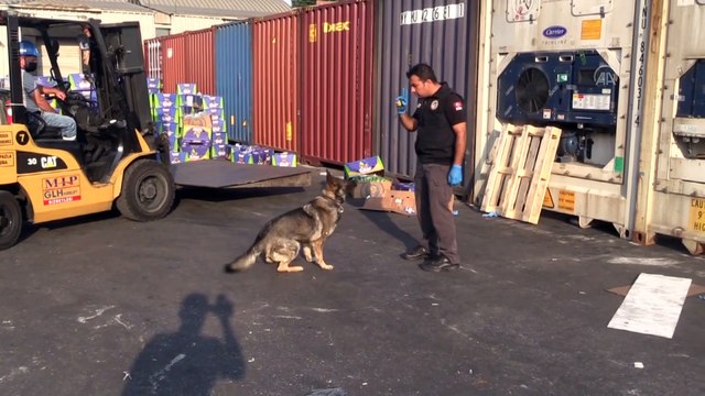 Mersin Limanı'nda 463 kilogram kokain ele geçirildi (3)