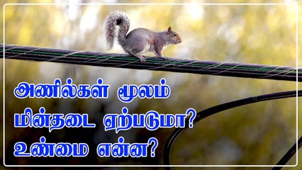 அணில்கள் மூலம் மின்தடை ஏற்படுமா? அதற்கு வாய்ப்பு இருக்கா? முழு தகவல்
