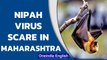 Nipah virus scare in Maharashtra after bats found with antibodies | Oneindia News