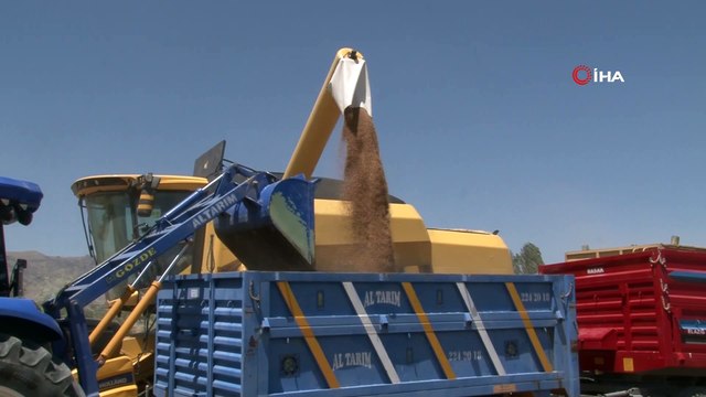 Kuraklık, hasadı başlayan buğdayı da vurdu rekolte yüzde 70'lere kadar düştü