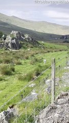 Lamb Sprints Toward Sweet Reunion With Mother