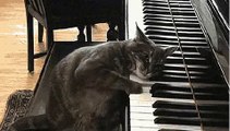 Cat Composing classical music on the piano