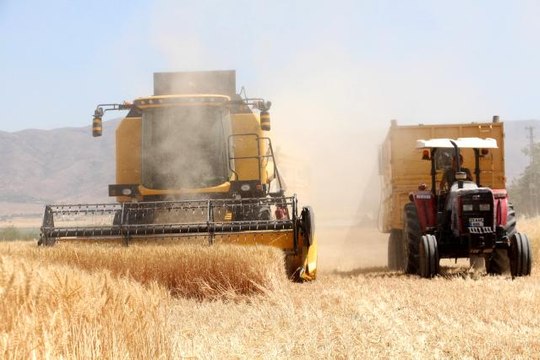 Kuraklık, hasadı başlayan buğdayı da vurdu rekolte yüzde 70'lere kadar düştü