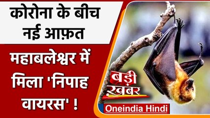 Tải video: Nipah Virus: Mahabaleshwar में Bats की दो प्रजातियों में मिला Nipah virus | Corona | वनइंडिया हिंदी