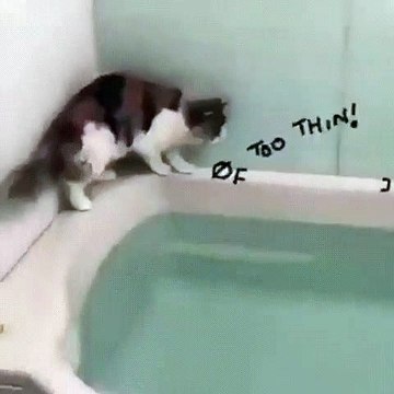 cat makes several math calculations see why