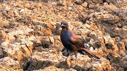 Buffalo No Matter How Strong, Must Be Powerless Against Lion Lion vs Buffalo, Wildebeest