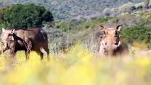 Family Warthog suddenly break out from the burrow causing panic Lions