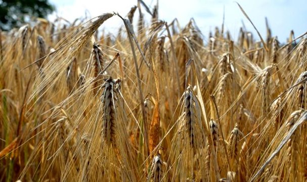 Bafra Ovası'nda arpa hasadı başladı