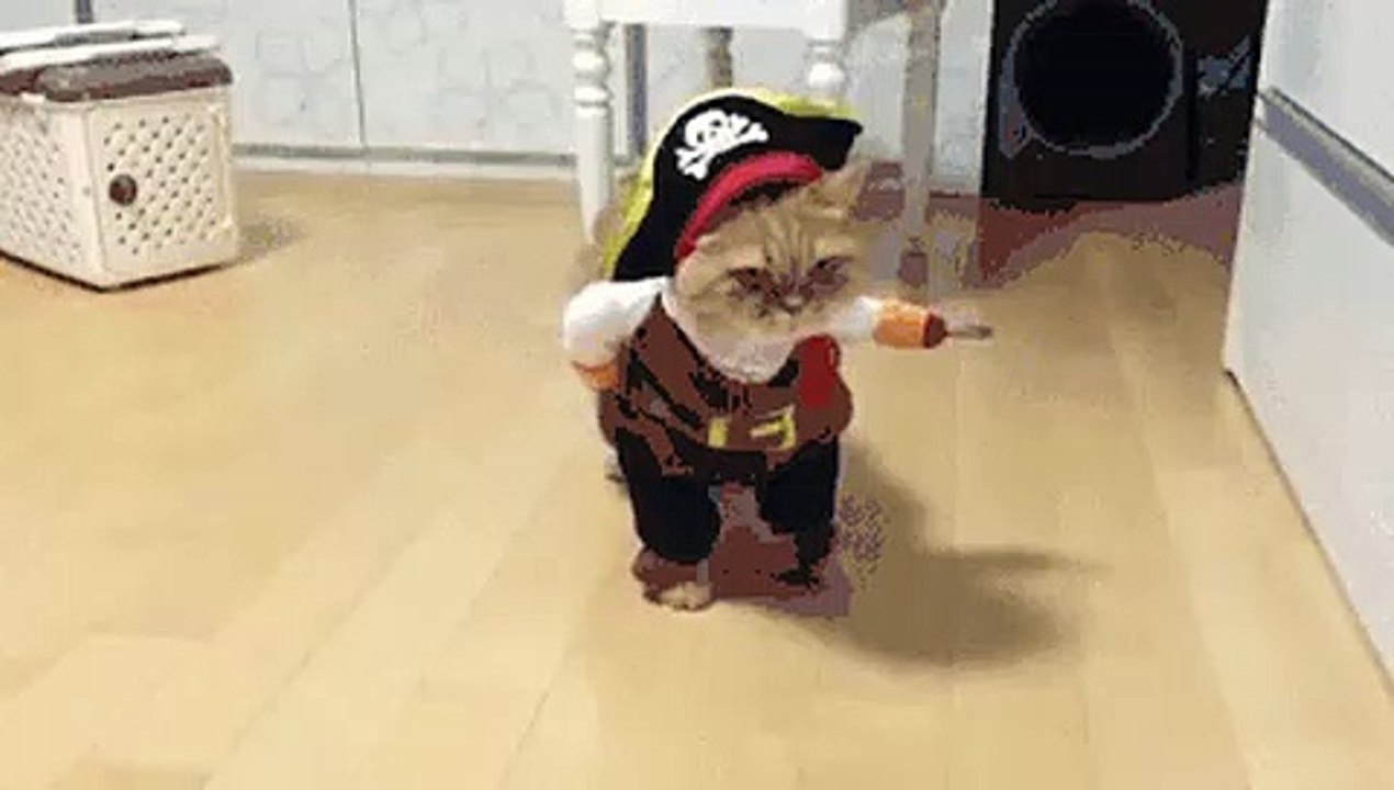 Look at this cat he thinks he's going to the pirate ship