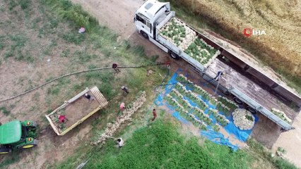 Aksaray’da sular çekildi, üreticiler az su isteyen ürünlere yöneldi