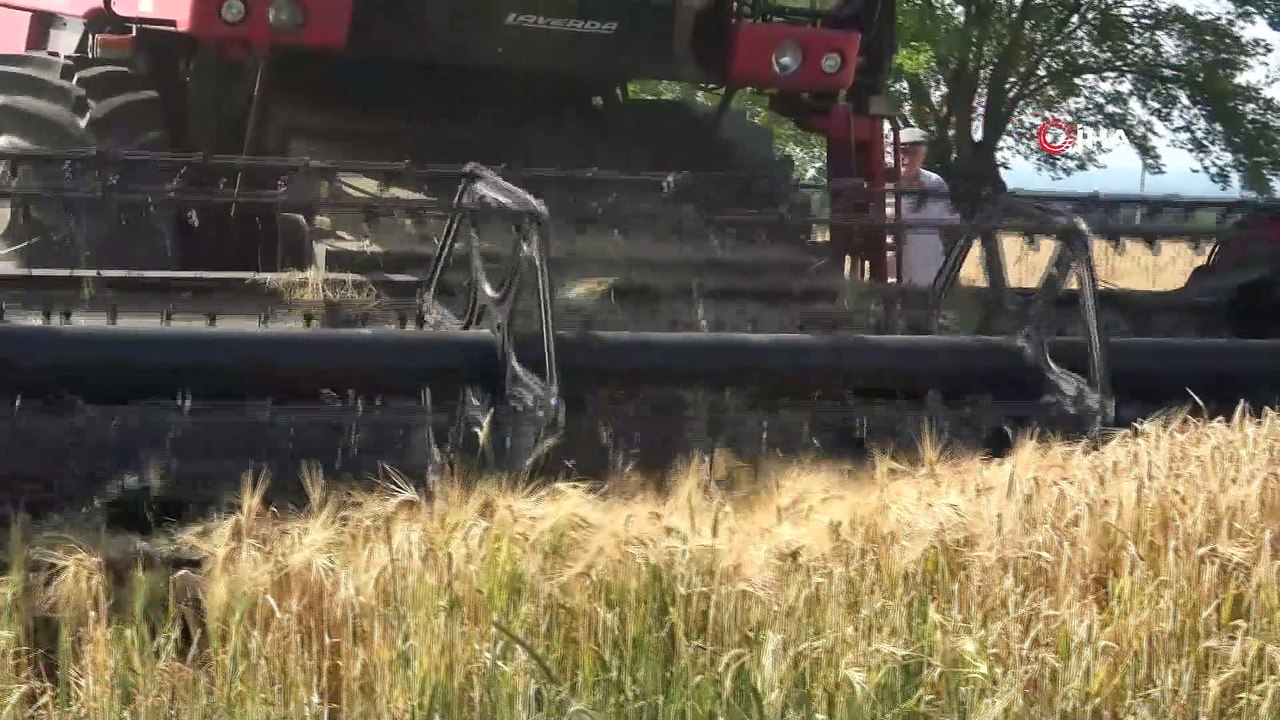 Bafra Ovası'nda arpa hasadı başladı