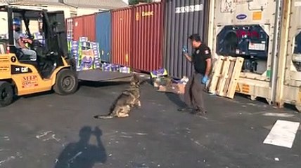 Mersin Limanı'nda muz yüklü konteynerde 463 kilo kokain ele geçirildi