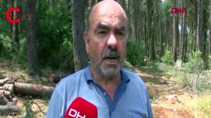 İstanbul'un akciğeri Belgrad Ormanı'nda 'tıraşlama': Çok sayıda ağaç 'yaşlı' olduğu için kesildi