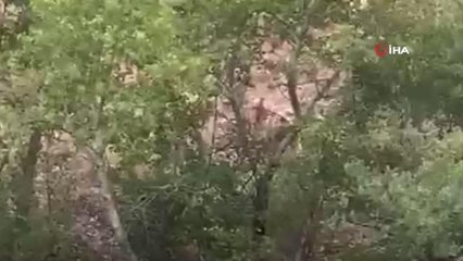 Yavrusu çayı geçemeyince anne ayı da geri döndü