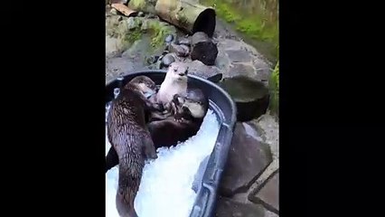 'Set the A/C to ottermatic': Otters in Oregon Zoo cool as ice amid heatwave