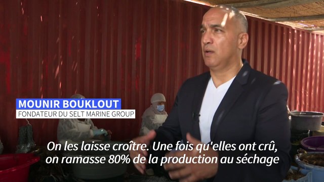 La Tunisie se place en pionnière de la culture des algues marines