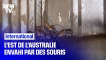 L'est de l'Australie est envahi par des souris