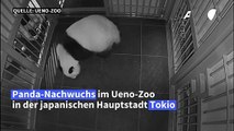 Zoo in Tokio freut sich über zweifachen Panda-Nachwuchs