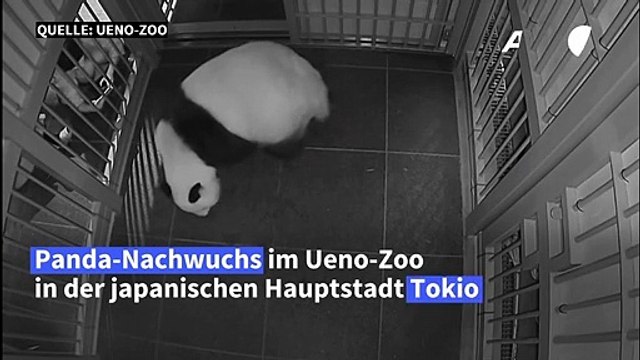 Zoo in Tokio freut sich über zweifachen Panda-Nachwuchs