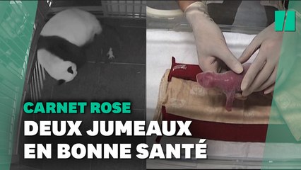 Naissance rare de pandas jumeaux dans ce zoo de Tokyo
