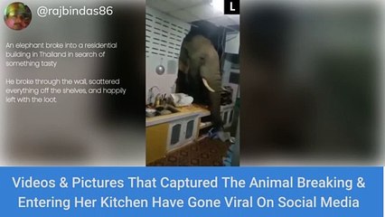 Elephant In The Room: Wild Pachyderm Breaks Through Kitchen Wall In Thailand Home Looking For Food