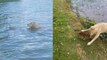 La vidéo du sauvetage d'un faon, qui échappe à la noyade grâce à un chien courageux, émeut les internautes