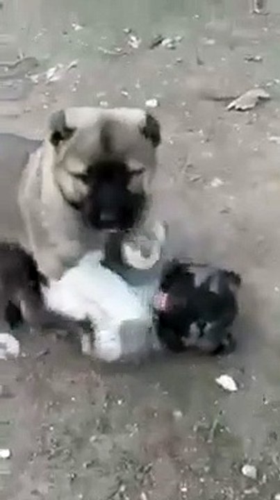 GELECEGiN KURTCULARI ANTREMANDA - SHEPHERD DOG PUPPiES GAME