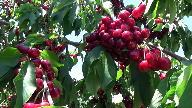 Karaman’dan Asya ve Avrupa ülkelerine kiraz ihracatı
