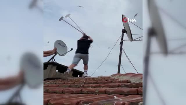 Martılar anten tamircisini çatıda rahat bırakmadı