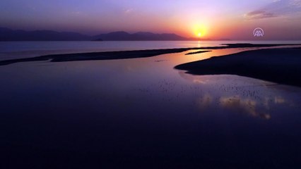 VAN - Van Gölü'nün kanatlı misafirleri doğayı canlandırdı