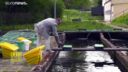 Tornar a alimentação animal mais sustentável