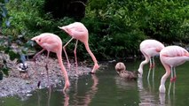 Flamingo Pink Animal Birds