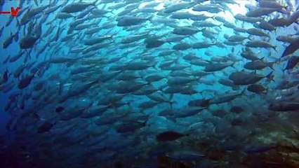 NYT Lab Analysis of Subway Sandwiches Fails to Identify Tuna DNA