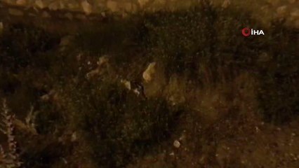 Derede mahsur kalan kedi ile kirpi kurtarıldı