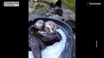 Otters in Oregon Zoo cool as ice amid heatwave