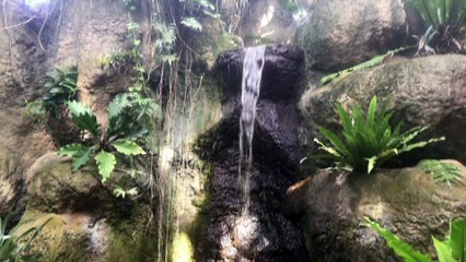 Stock Footage 2020 Hidden Waterfall