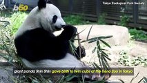 Rare Panda Twins Born at Zoo in Tokyo