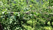KASTAMONU - İnebolu ilçesinde ayılar köylerdeki meyve ağaçlarına zarar verdi
