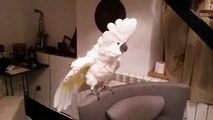 Dancing cockatoo kakadu  parrot