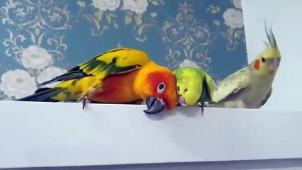 Rio Preening Moon!