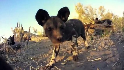Robotic Spy Puppy Meets Wild Dogs