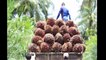 Asia Oil Palm Farm and Harvest - Oil Palm Cultivation Technology