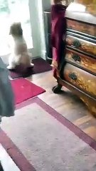 Chat traumatisé à vie