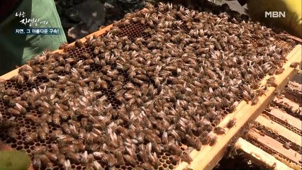 하루 종일 꿀 생각뿐이야~♬ 자연인의 달콤살벌한 양봉 작업!