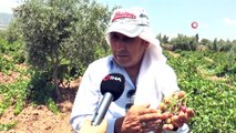 Gaziantepli çiftçiler üzüm hasadı için gün sayıyor