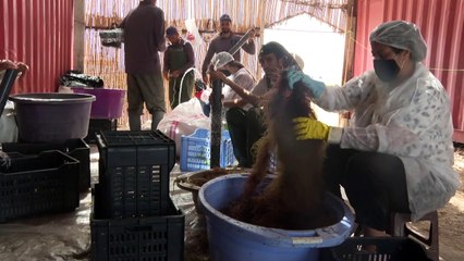 زراعة الطحالب الحمراء تجعل من تونس "رائدة" في المجال في حوض المتوسط