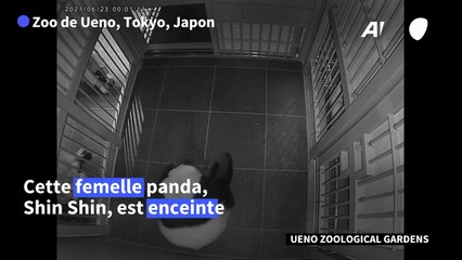 Naissance de jumeaux pandas au zoo de Tokyo