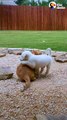 Watch This Tiny Puppy Get Bigger Than His Cat Brother